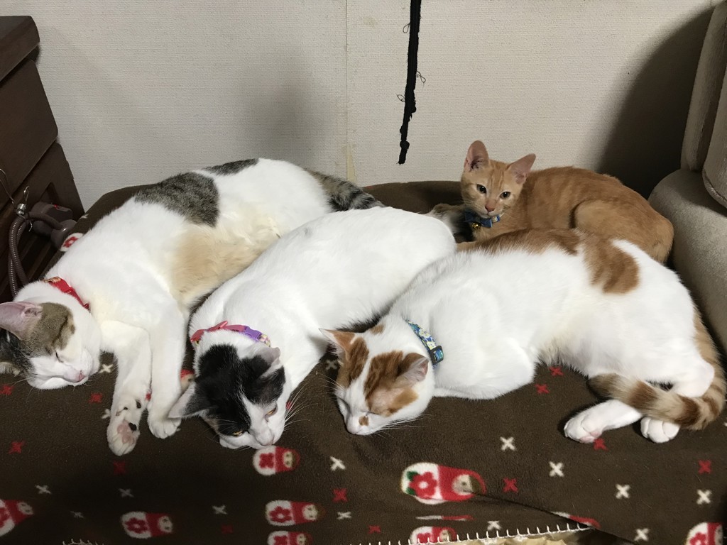 エミ