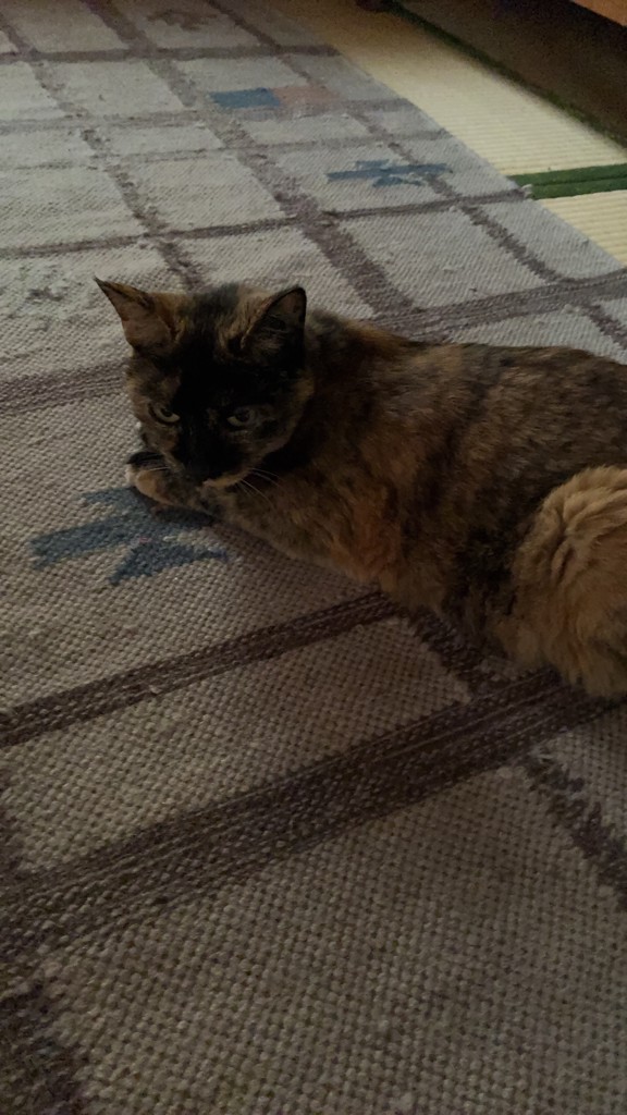 エステファクト トナーパッド: 角質ケア たかの友梨BEAUTY SHOPPING