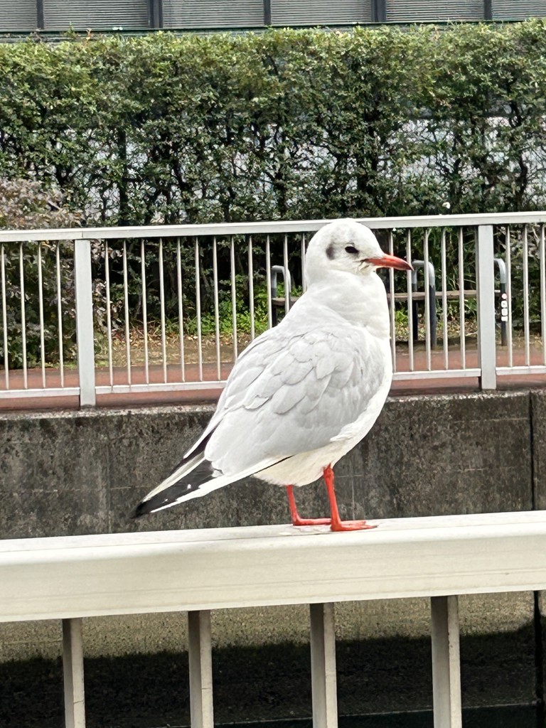 るう
