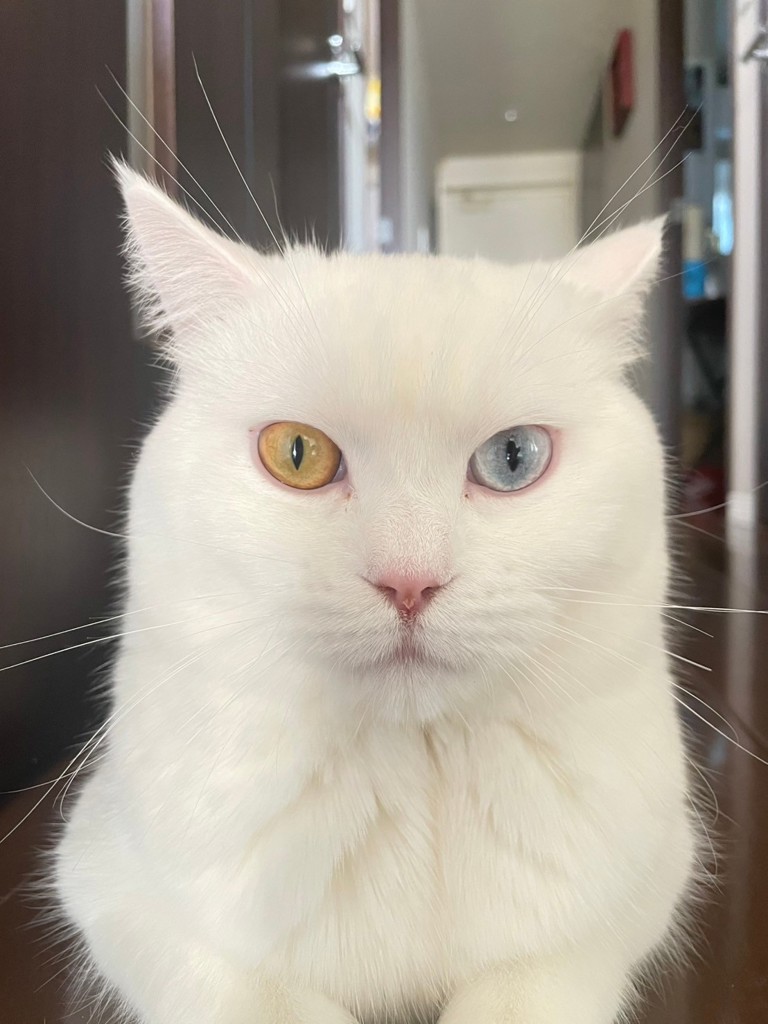 のりのり