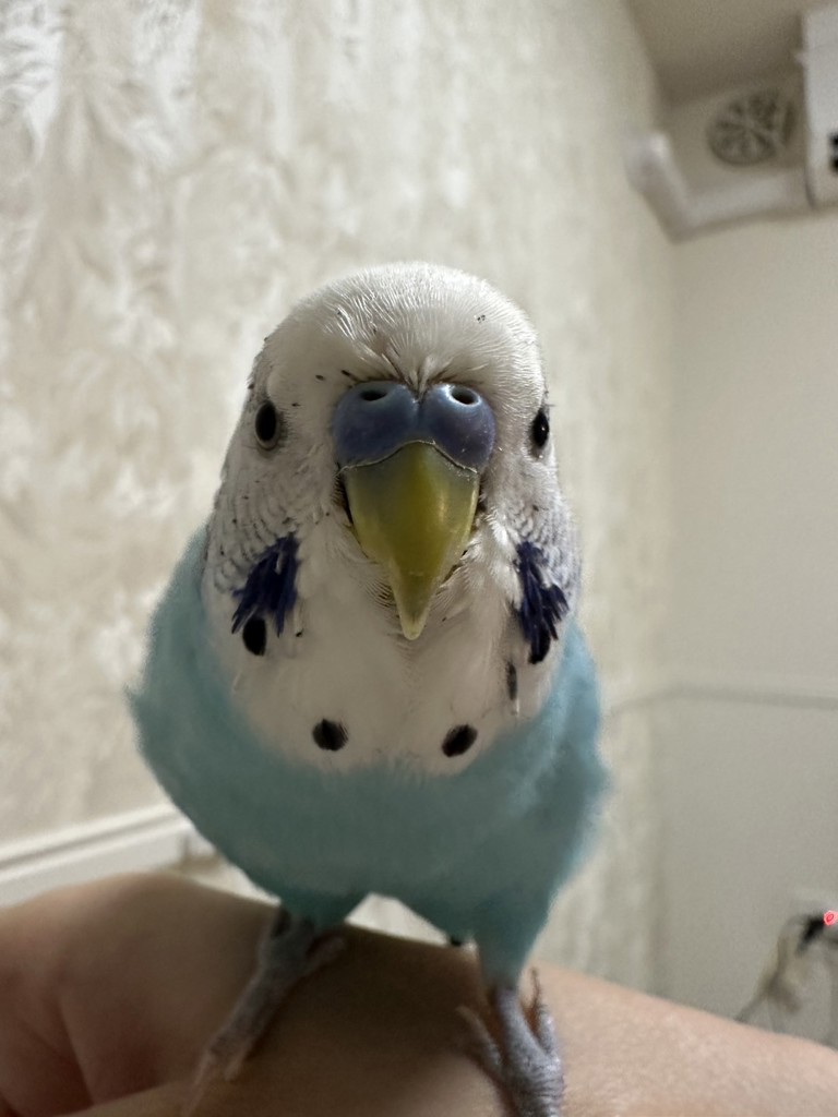 ユーザーアイコン