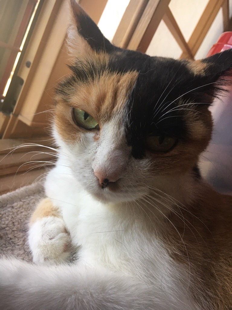ままま