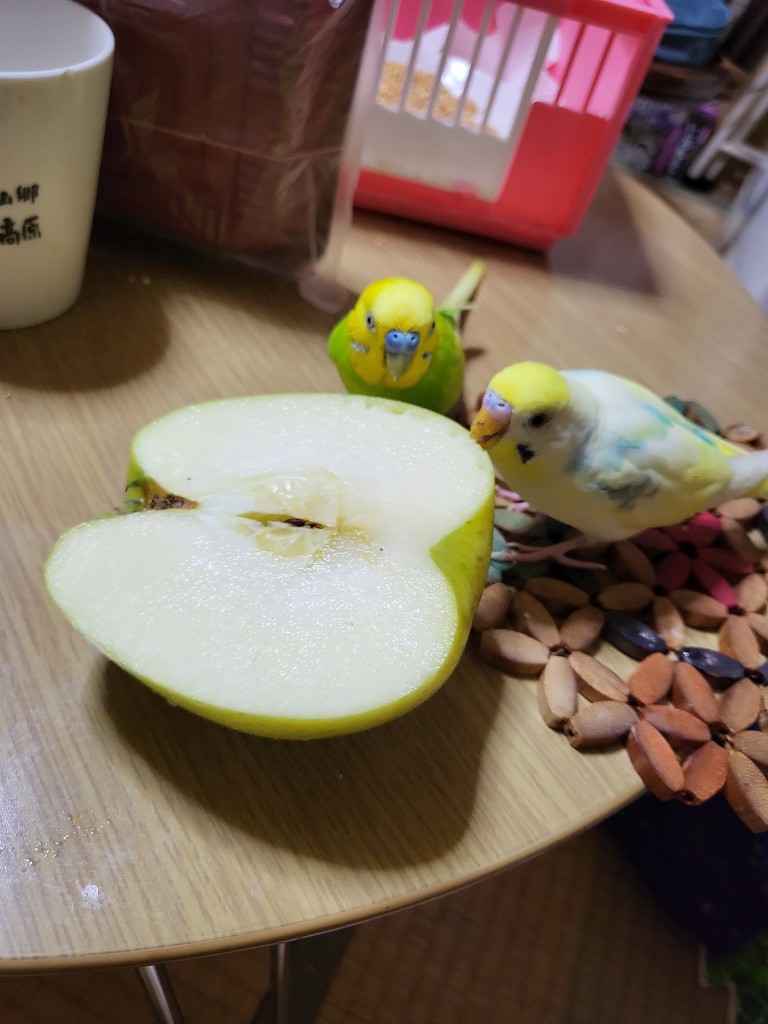 ひよこ