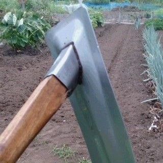 ゴンちゃん