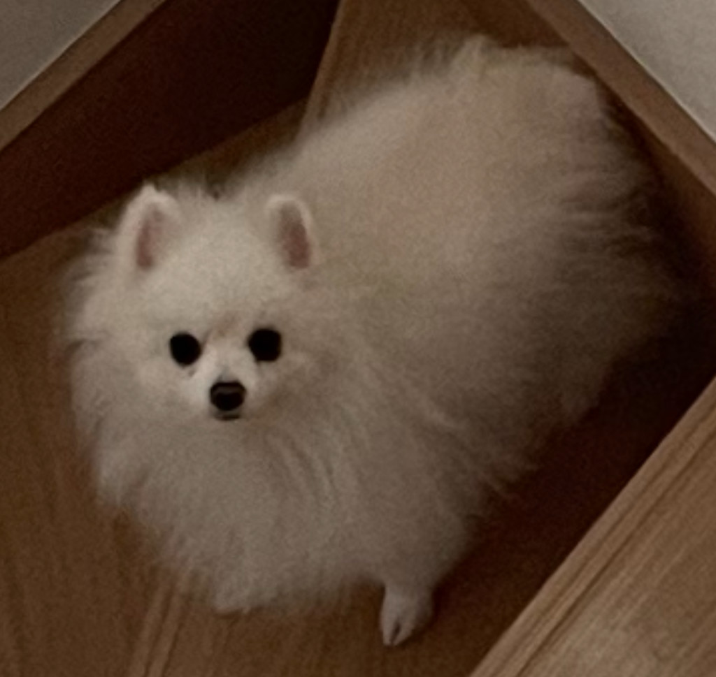 ぷこ