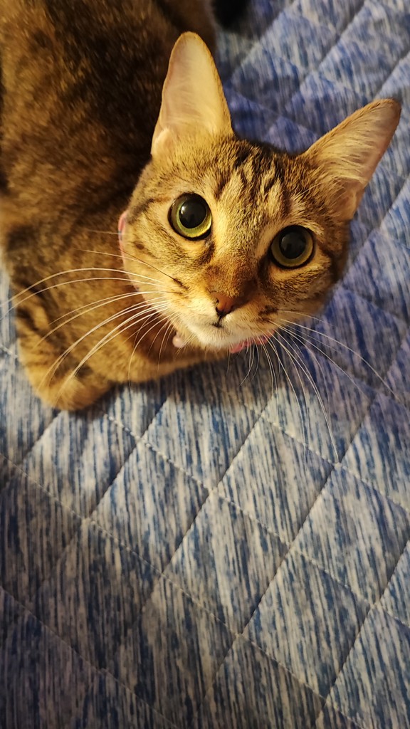 えまち