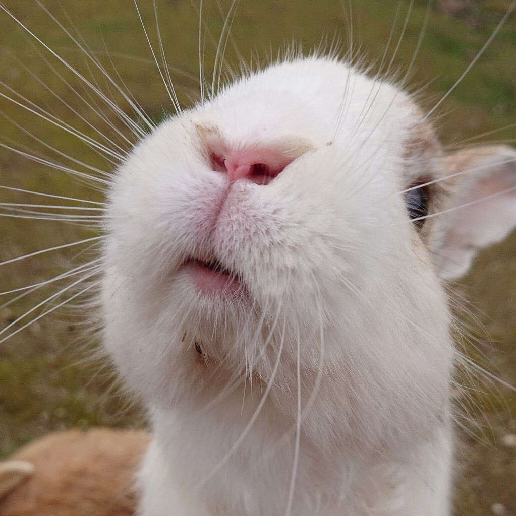 えびそばぱん
