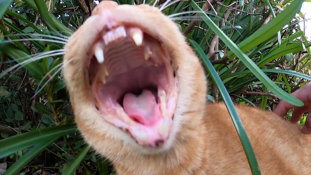野良猫