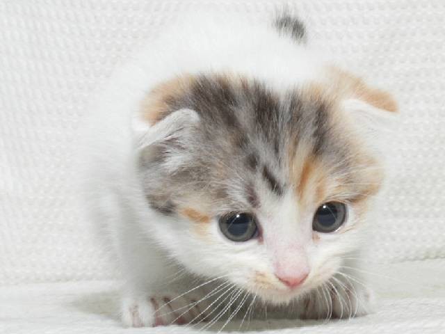 けんけん