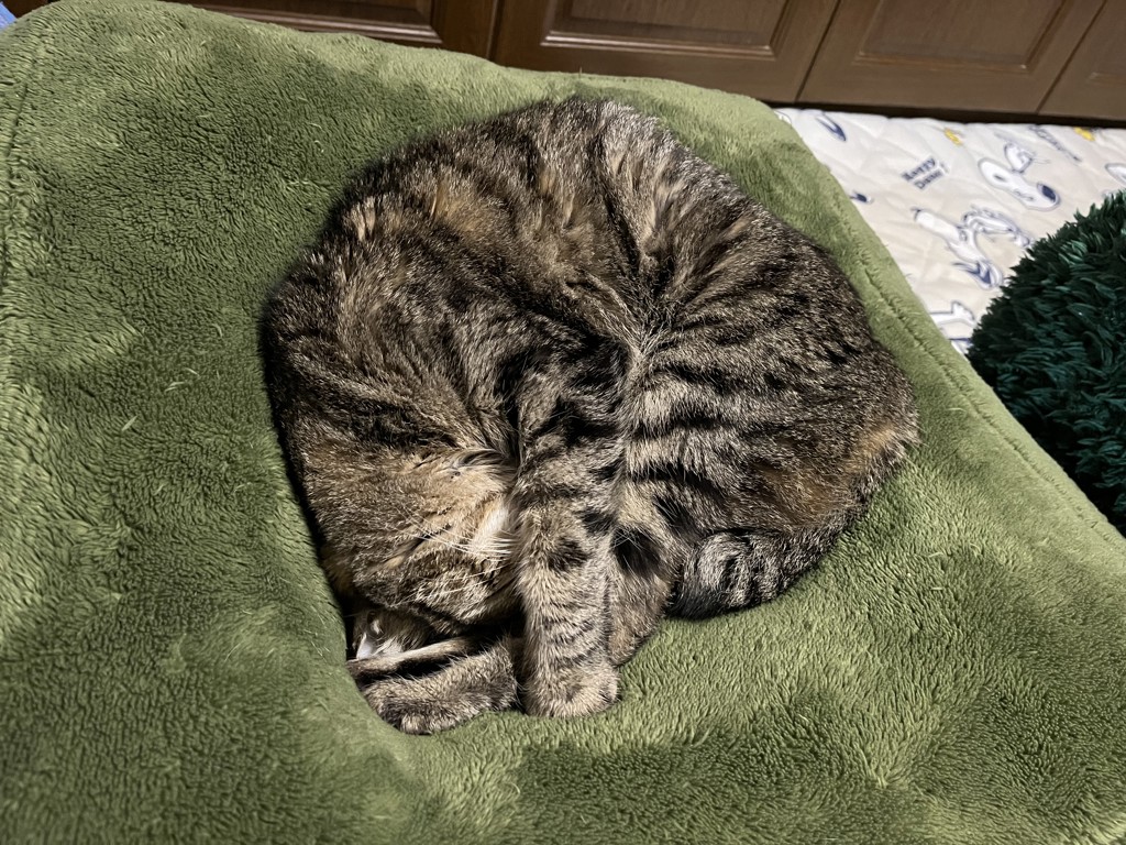 みぃちゃんの母