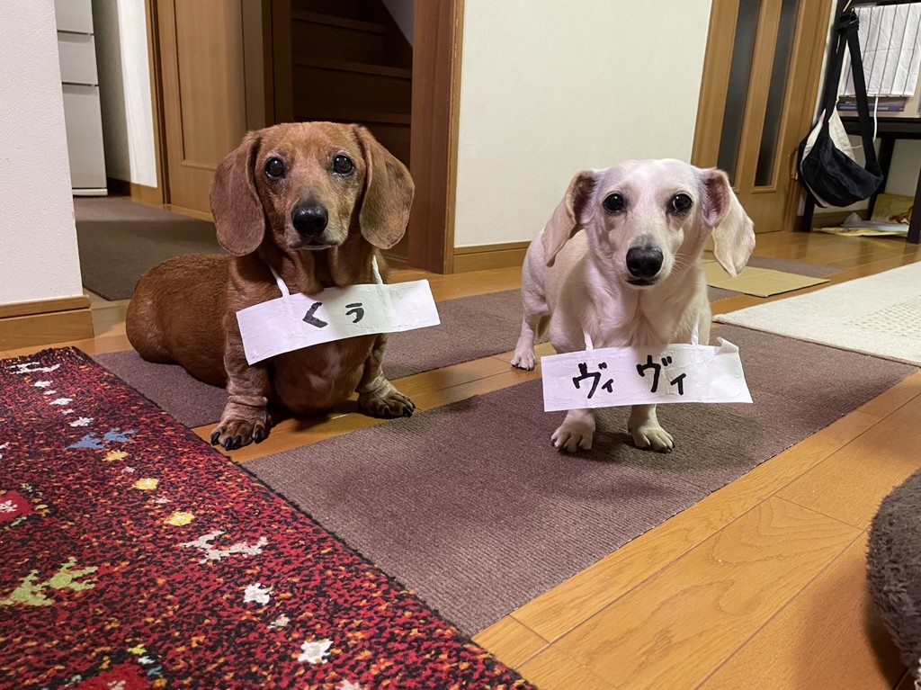 くぅちゃん