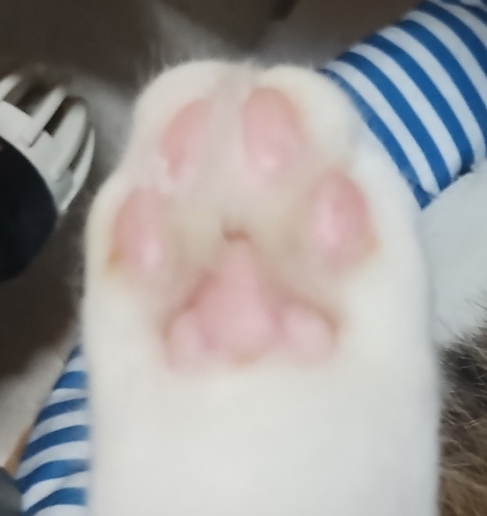 ポロちゃん
