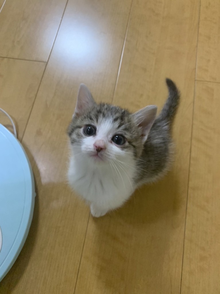 にゃらぷ