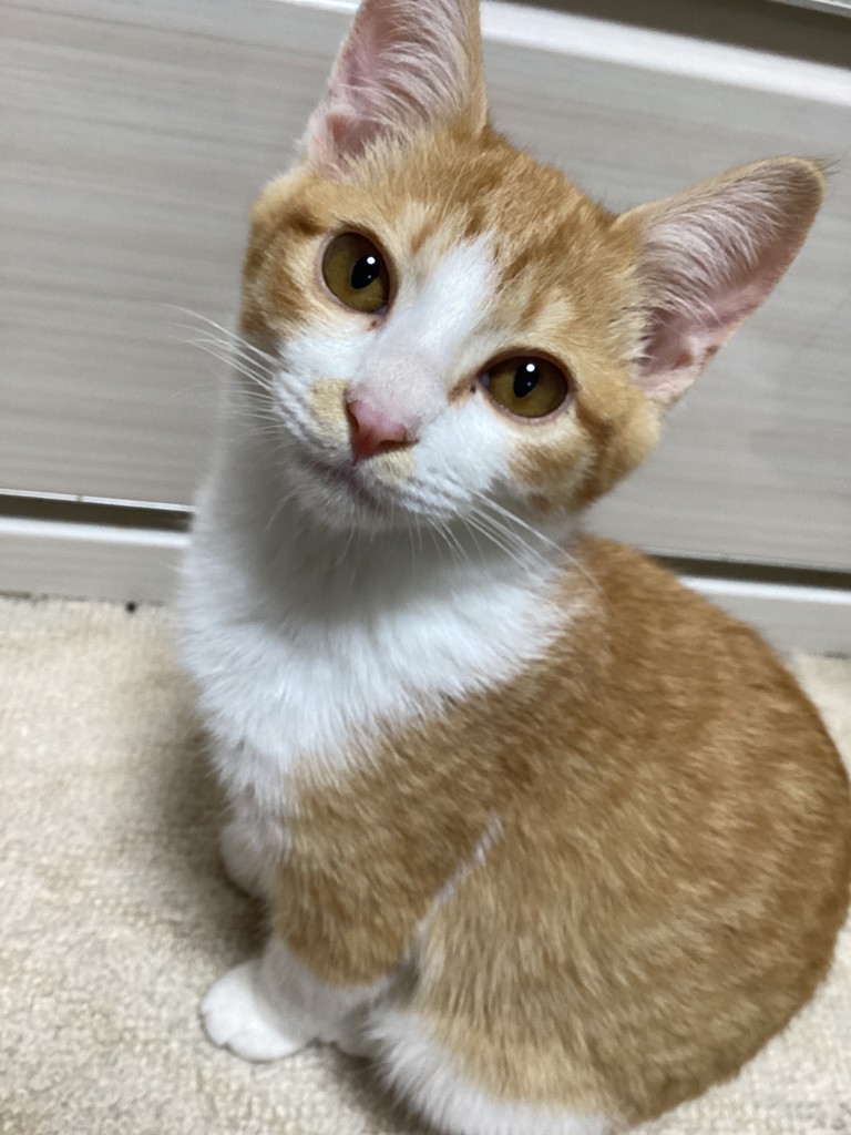ハルウララ