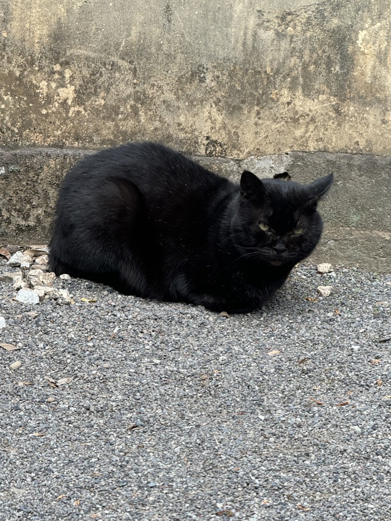 ふゆつばき