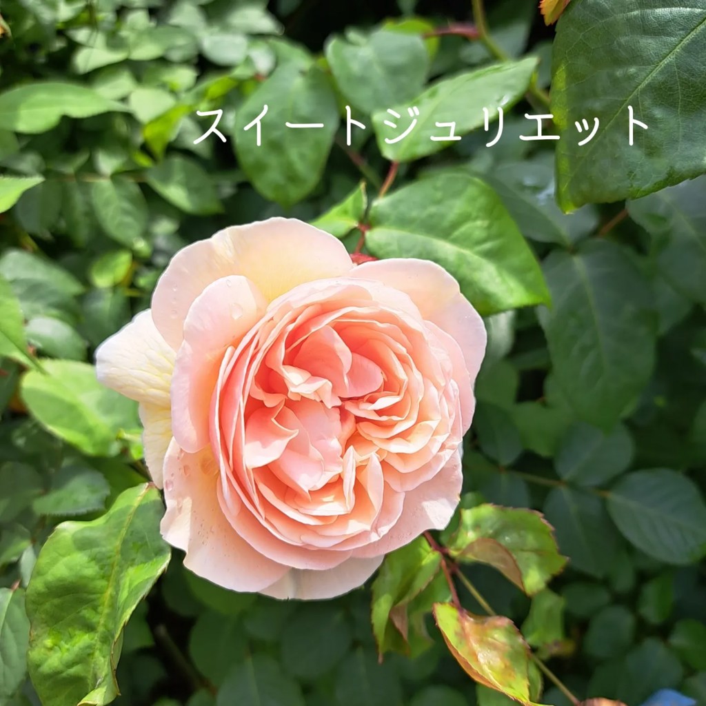 ひろろ
