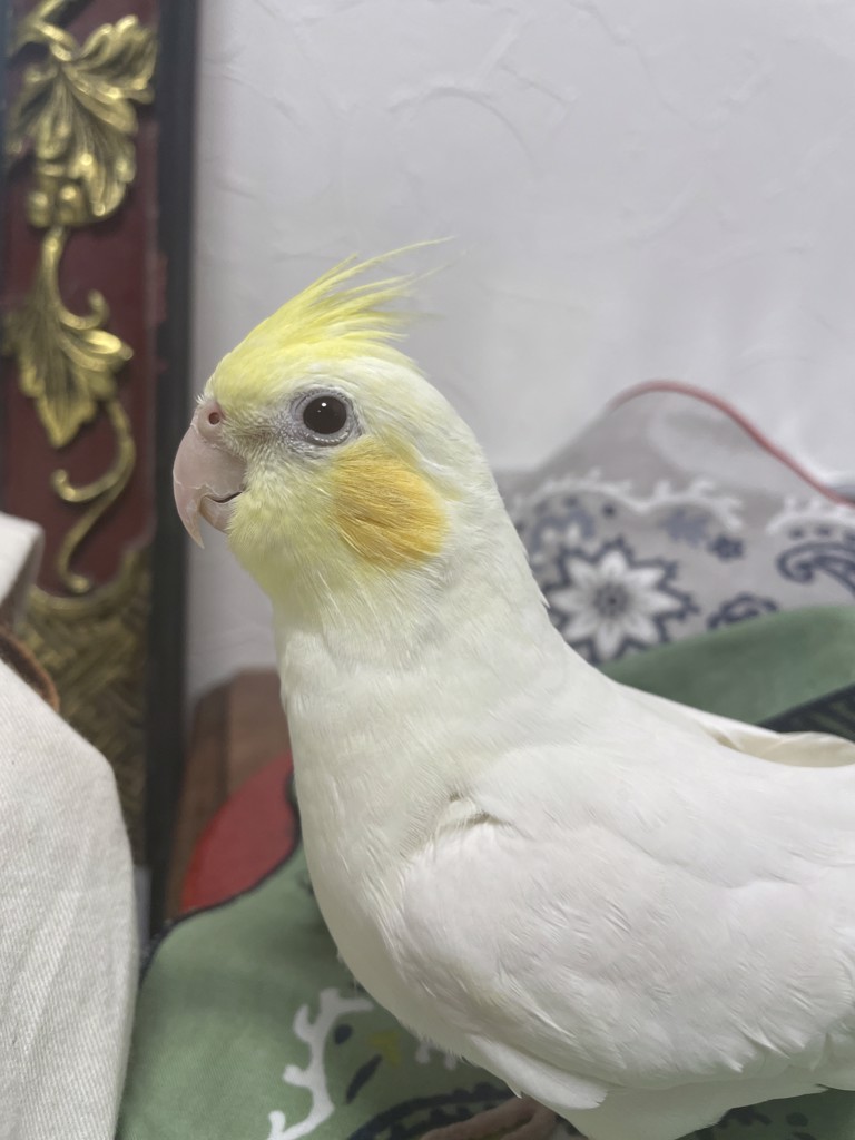 ぽんすけ