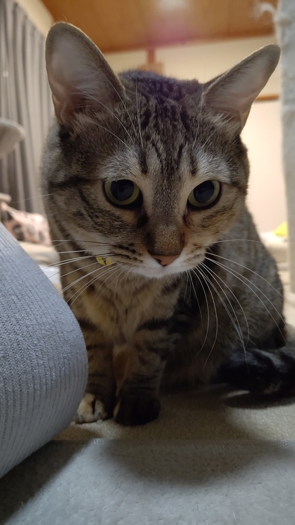 パーシー