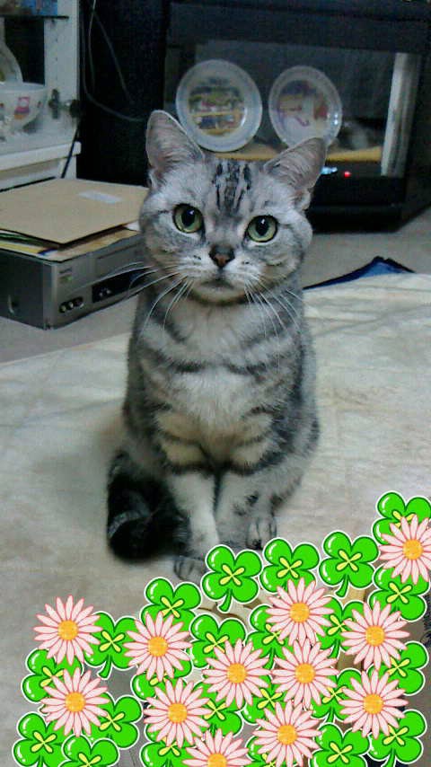 プリンママ