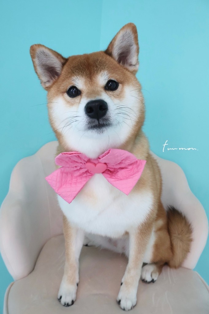 せっきぃ