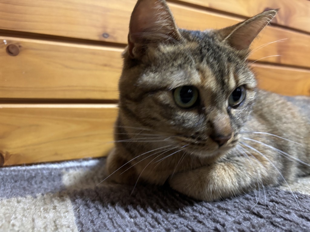 ノンノンマンマ