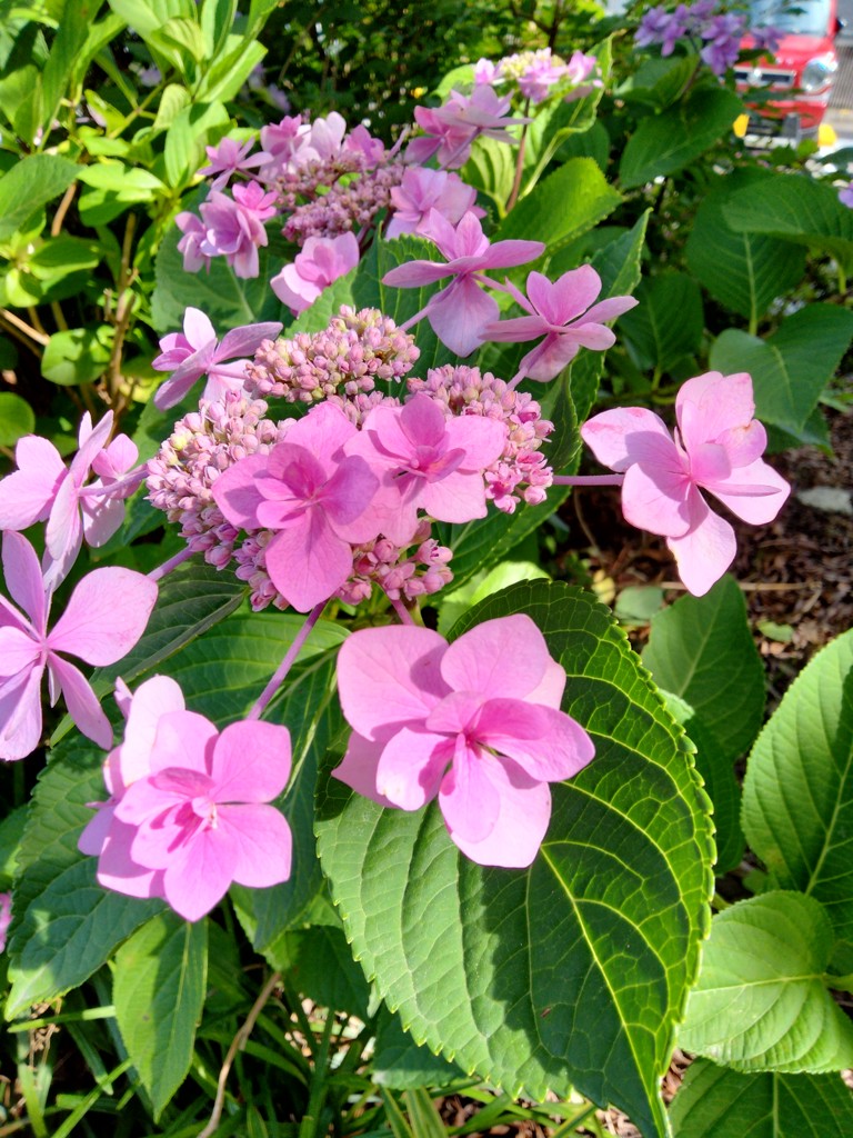 三男二女のママ