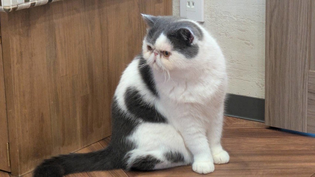 もーこ