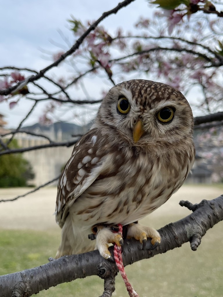 すずっち