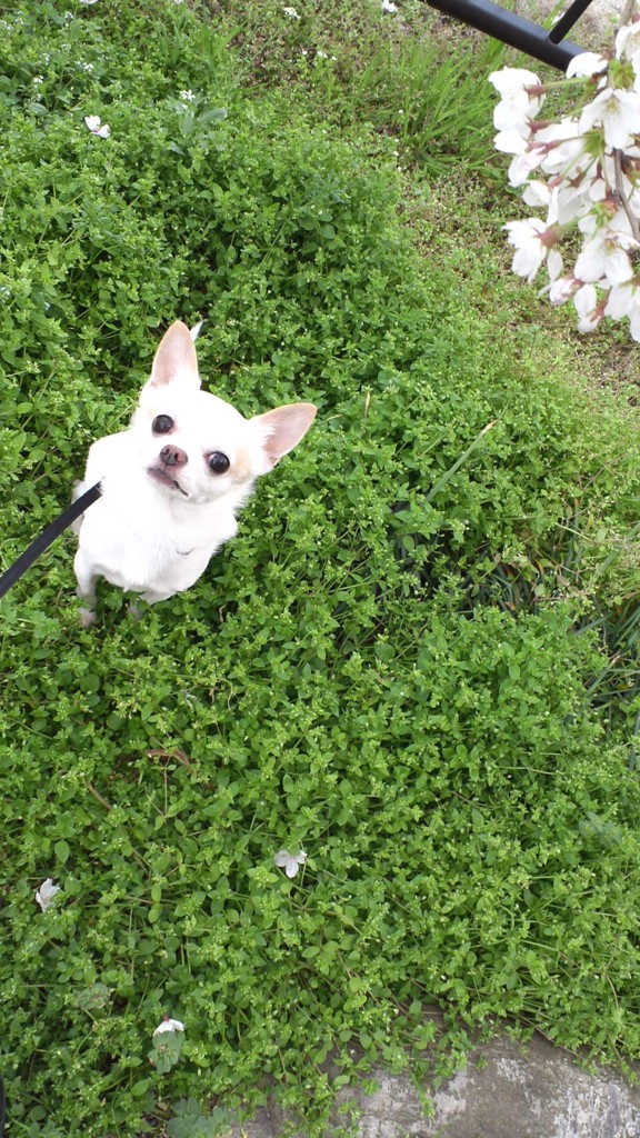 るうとぴぃ