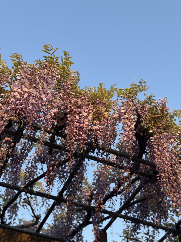 AAA