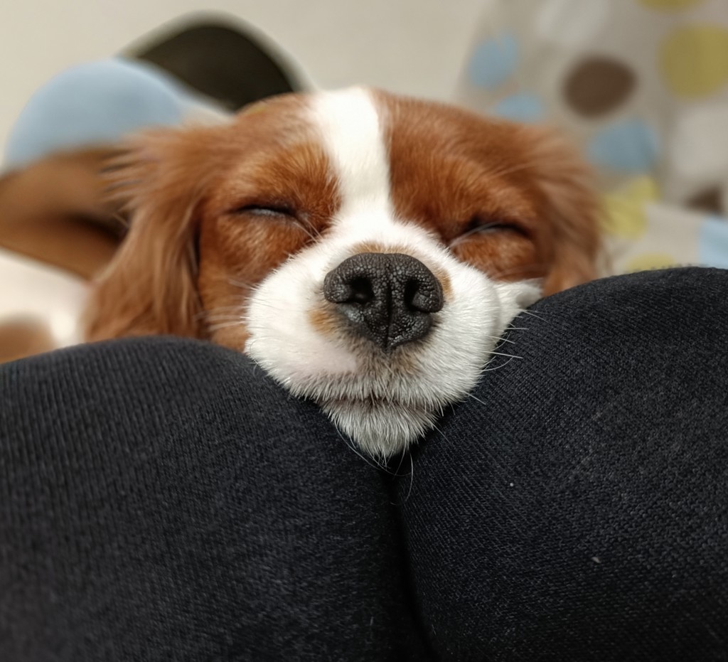 ドッグビーズネックレス | Bleu Bleuet（ブルーブルーエ）公式通販