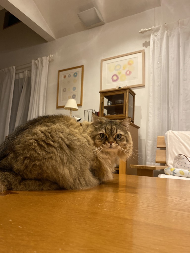 Sora