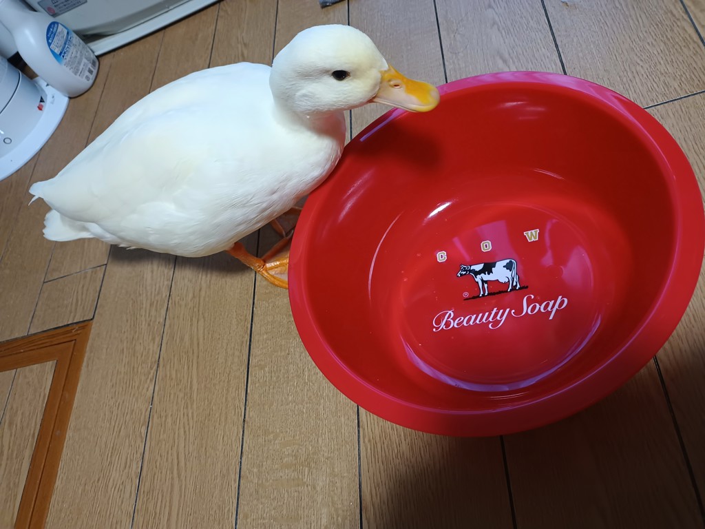 カウブランド赤箱デザイン 桶(25.5×25×9.5㎝ / 300g（容器包装含