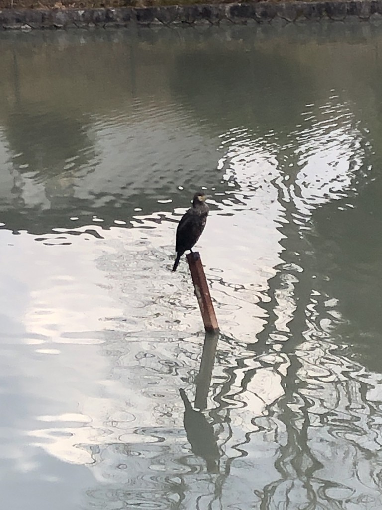 とん