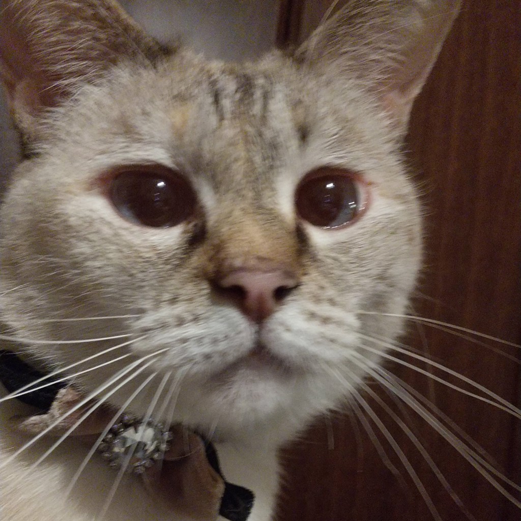 りゅりゅ