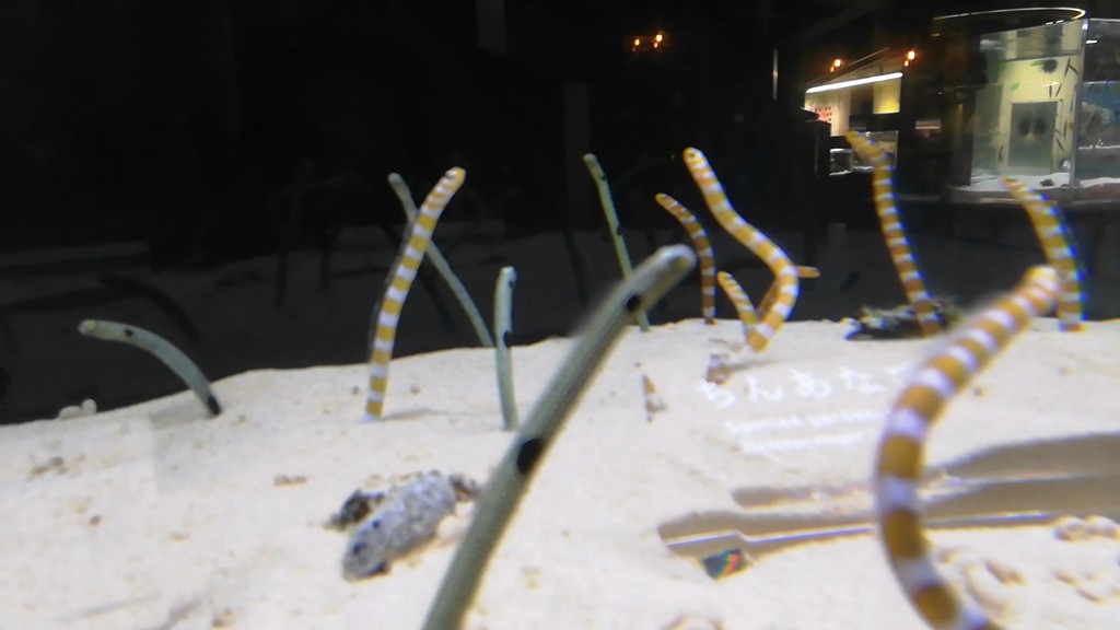 ミヤイチャン