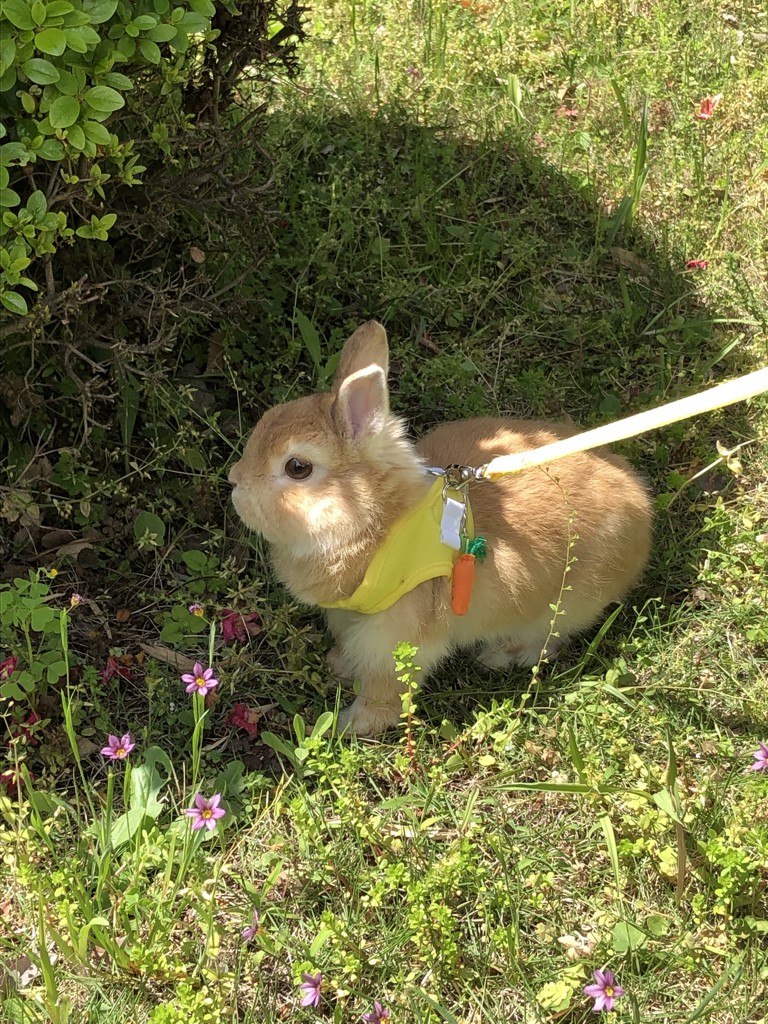 れんれん