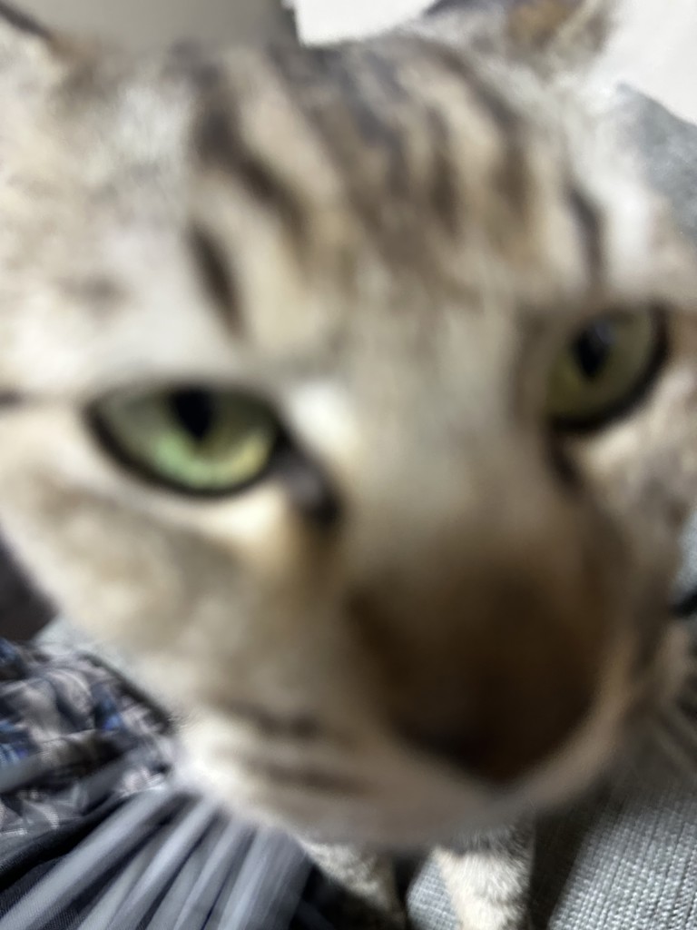 シナモン
