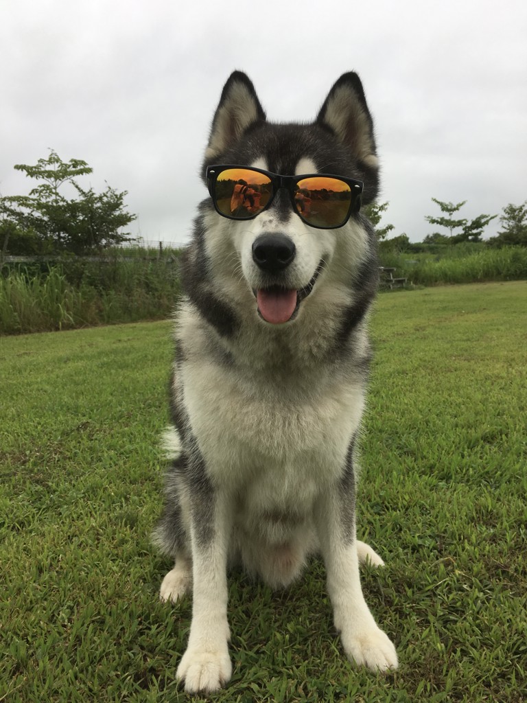 SUKALA】スプリングフラワーシャーリングレギンス(XS・S・M・Lサイズ