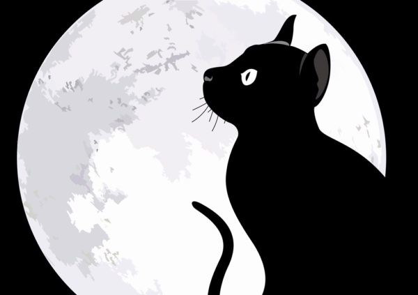 mayoineko