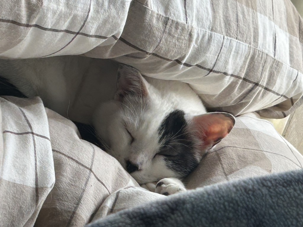 にゃんたろう