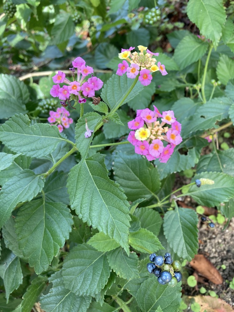 はるとらのはは