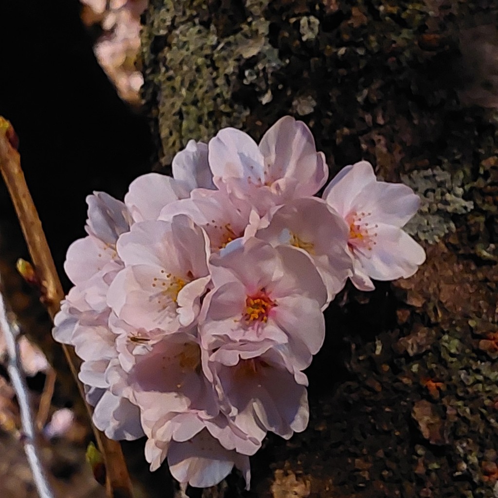 ユーザーアイコン