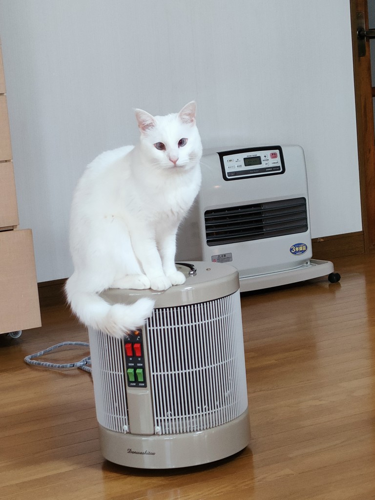 13猫の母