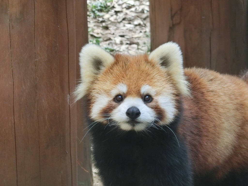 あかこう