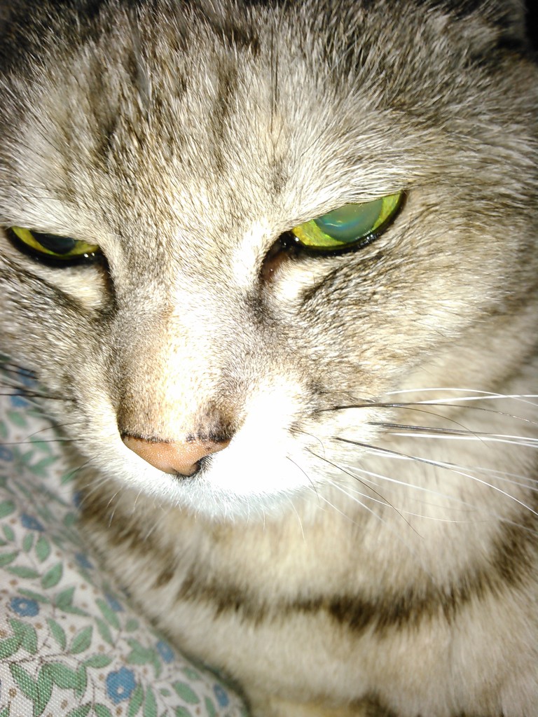 ぱぱすて