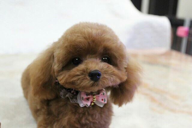 まろまろマロン