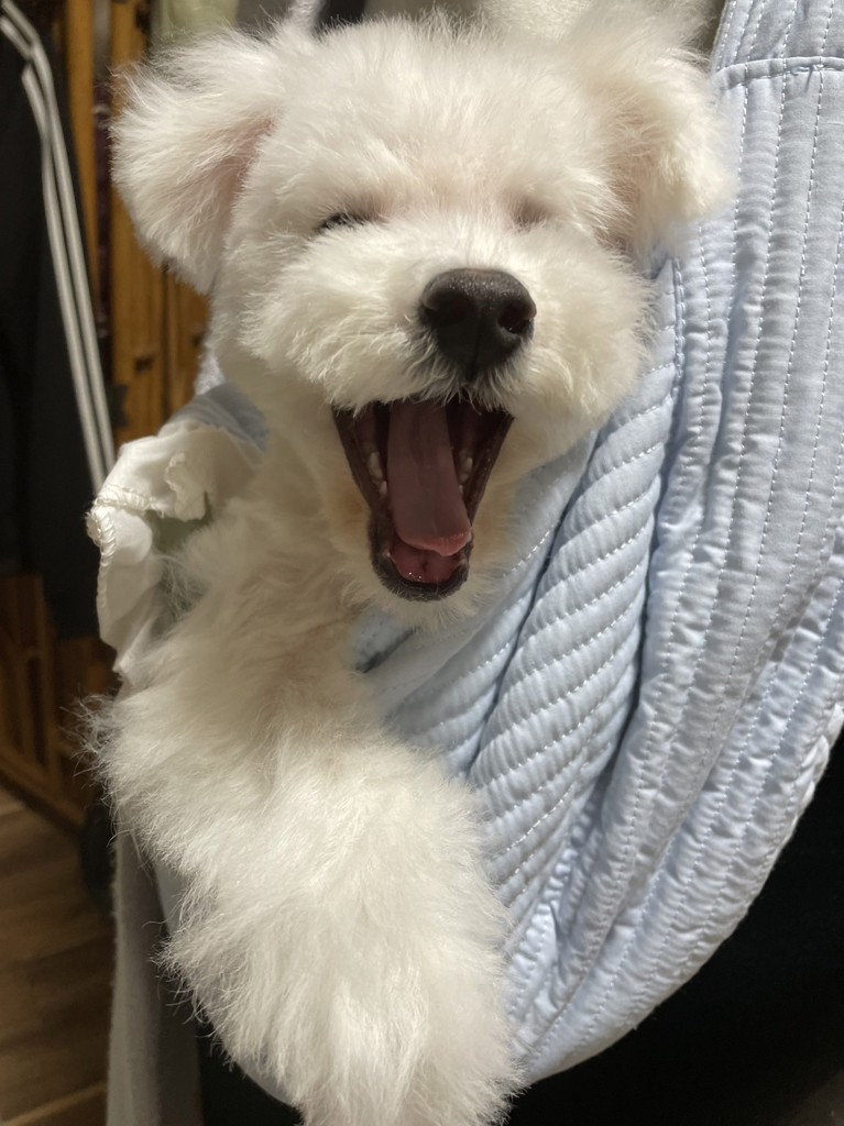 マミー