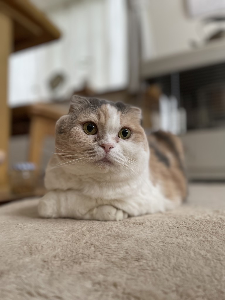 ねこまま