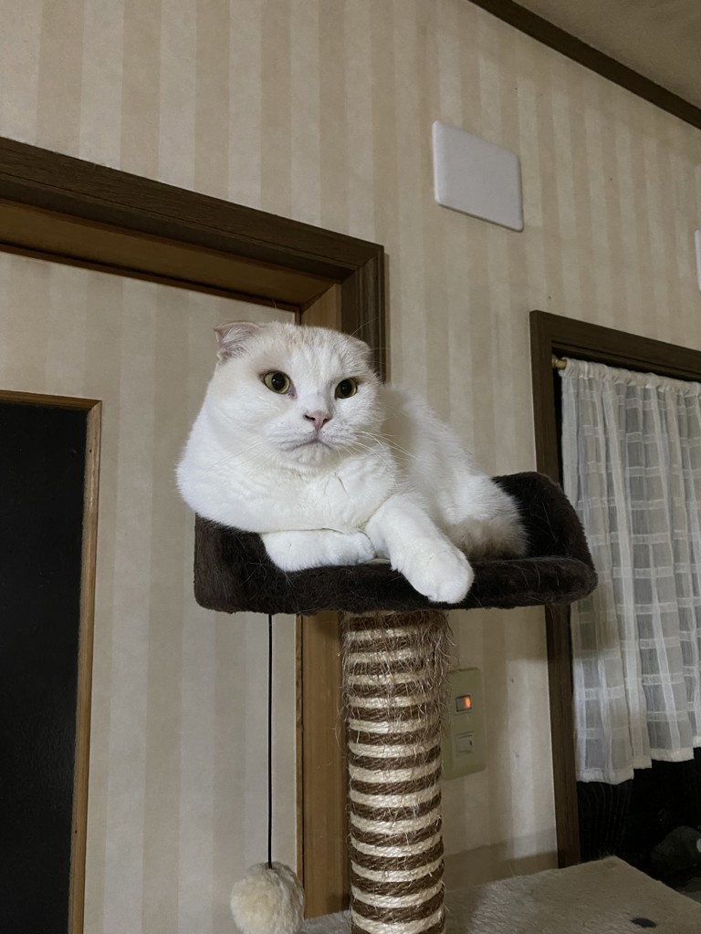 みるく